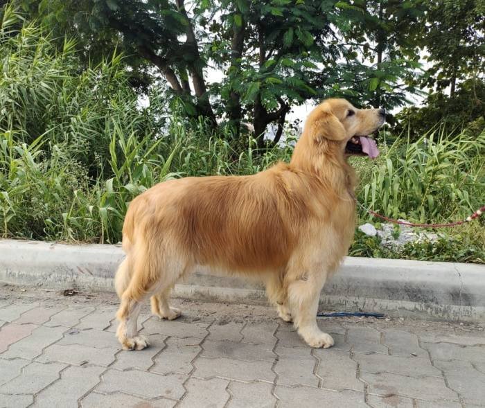 DogsIndia.com - Golden Retriever - Jayachandra
