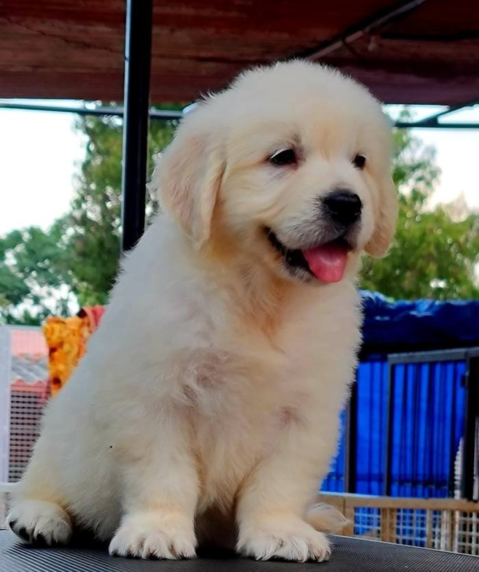 DogsIndia.com - Golden Retriever - Jayachandra