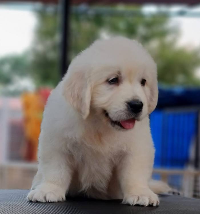 DogsIndia.com - Golden Retriever - Jayachandra