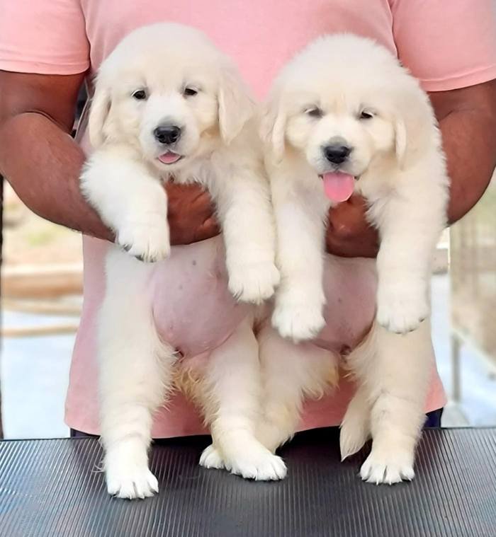 DogsIndia.com - Golden Retriever - Jayachandra