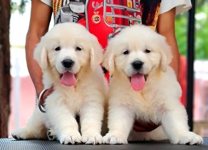 DogsIndia.com - Golden Retriever - Jayachandra