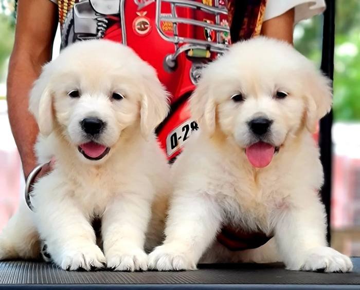 DogsIndia.com - Golden Retriever - Jayachandra