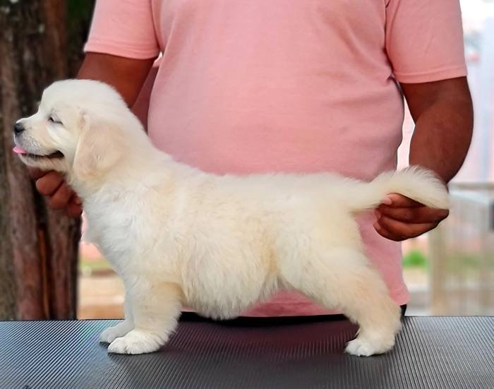DogsIndia.com - Golden Retriever - Jayachandra