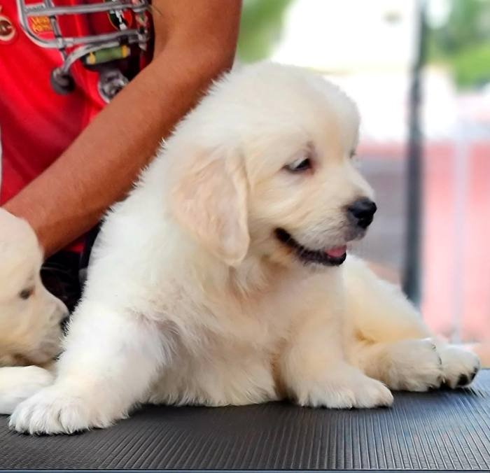 DogsIndia.com - Golden Retriever - Jayachandra