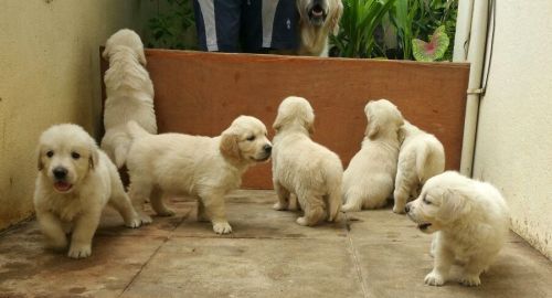 DogsIndia.com - Golden Retrievers