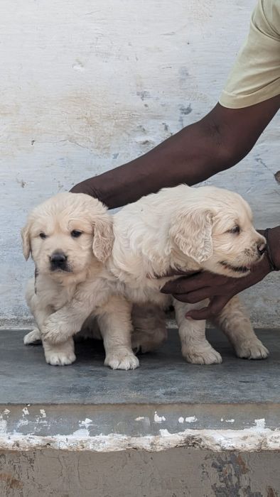 DogsIndia.com - Golden Retriever - Logesh Waran