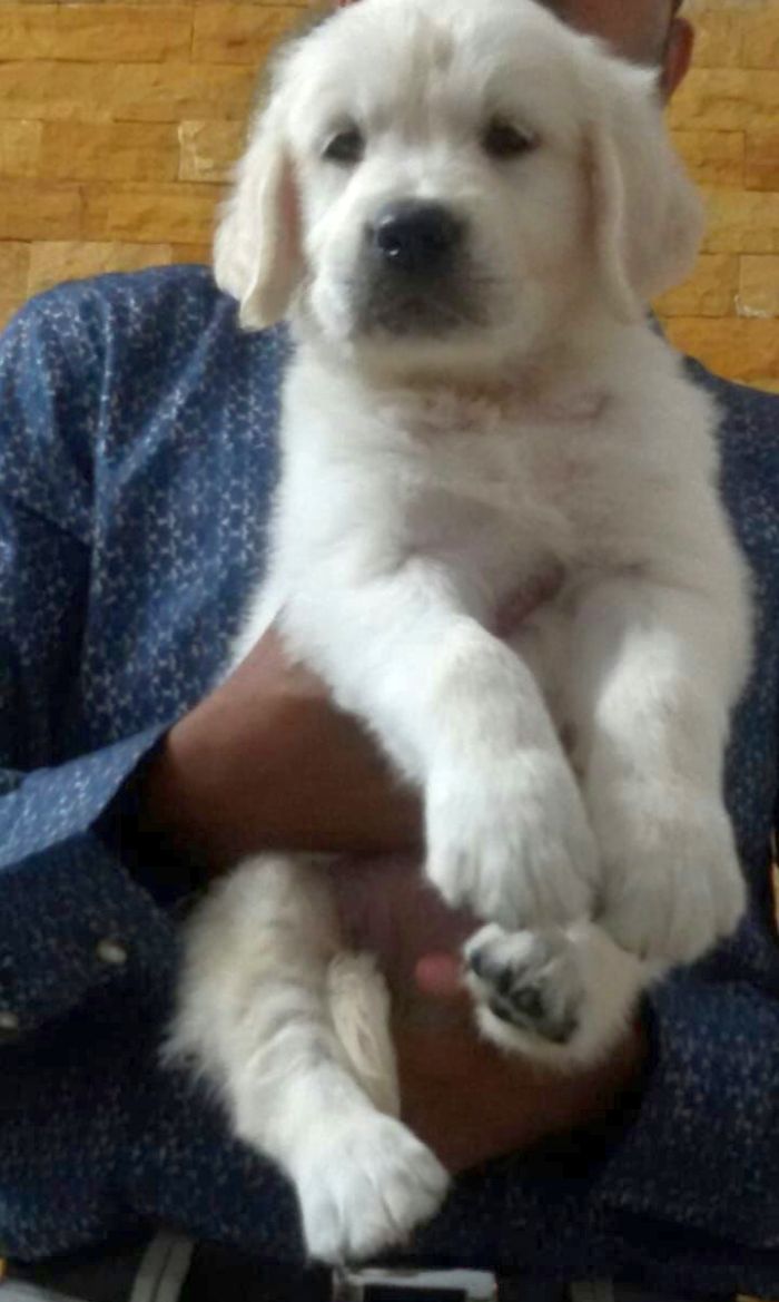 DogsIndia.com - Golden Retriever - Mieux Kennel - Sunil Kumar