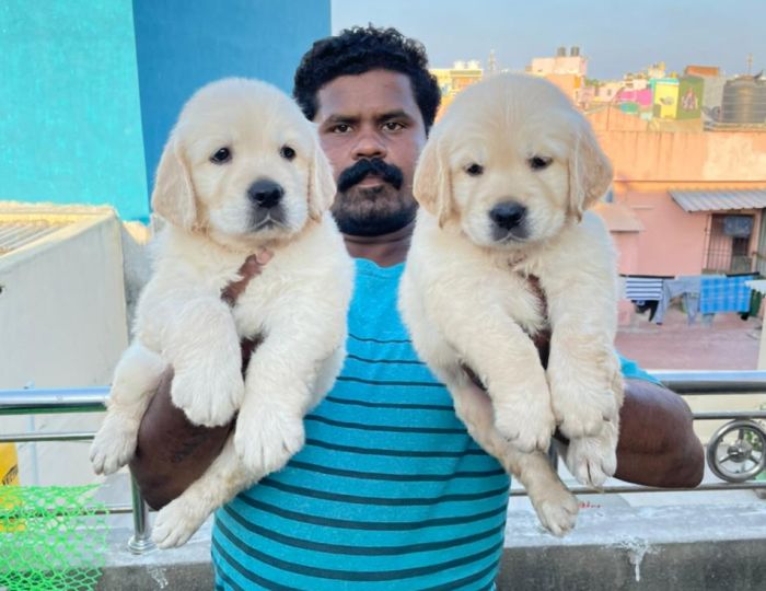 DogsIndia.com - Golden Retriever - Muthu Kumar