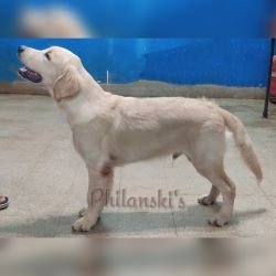 DogsIndia.com Golden Retriever Philanski