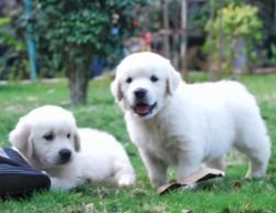 DogsIndia.com - Golden Retriever - Praveen