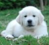 DogsIndia.com - Golden Retriever - Praveen
