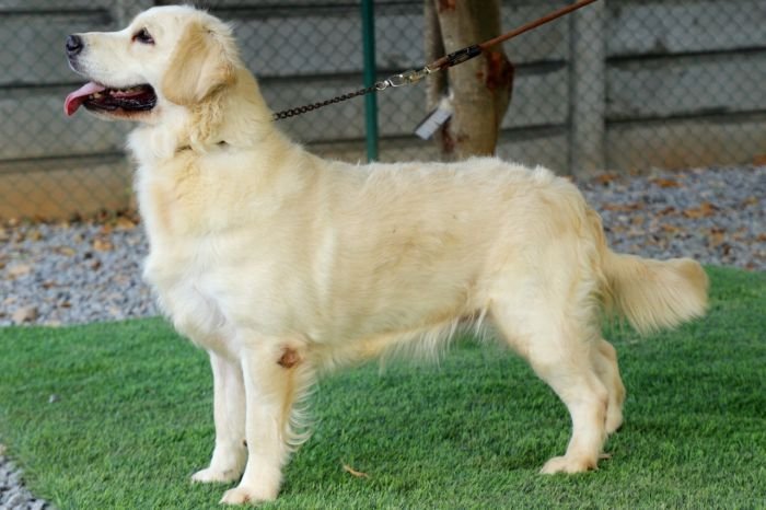 DogsIndia.com - Golden Retriever - Prem Menon - Elixir