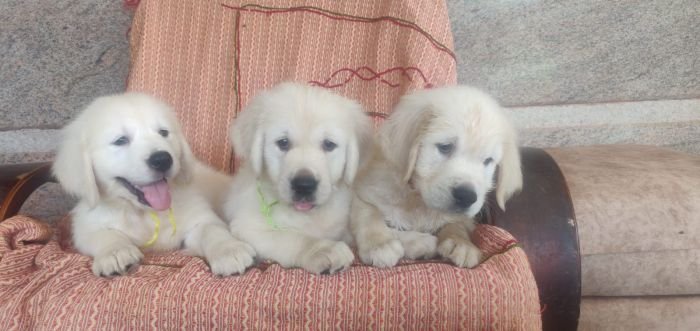 DogsIndia.com - Golden Retriever - Prem Menon - Elixir