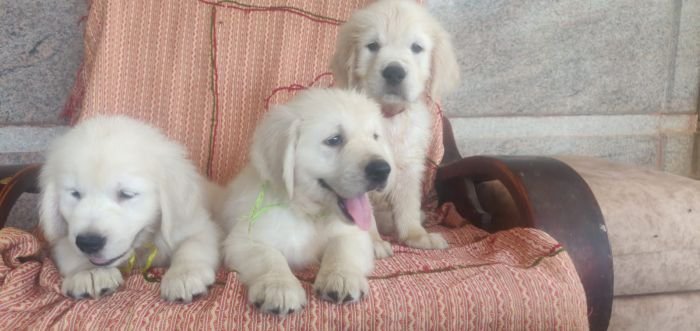 DogsIndia.com - Golden Retriever - Prem Menon - Elixir