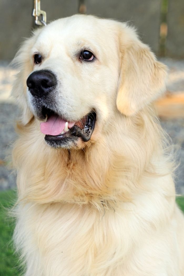 DogsIndia.com - Golden Retriever - Prem Menon - Elixir