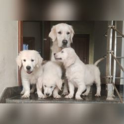 DogsIndia.com - Golden Retriever - Prem Menon - Elixir