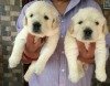 DogsIndia.com - Golden Retriever - Prem Menon