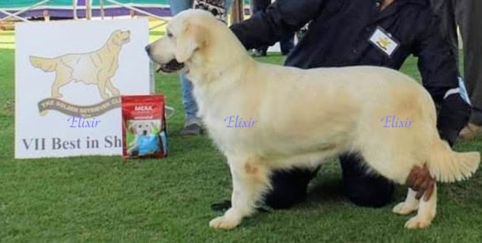 DogsIndia.com - Golden Retriever - Prem Menon - Elixir