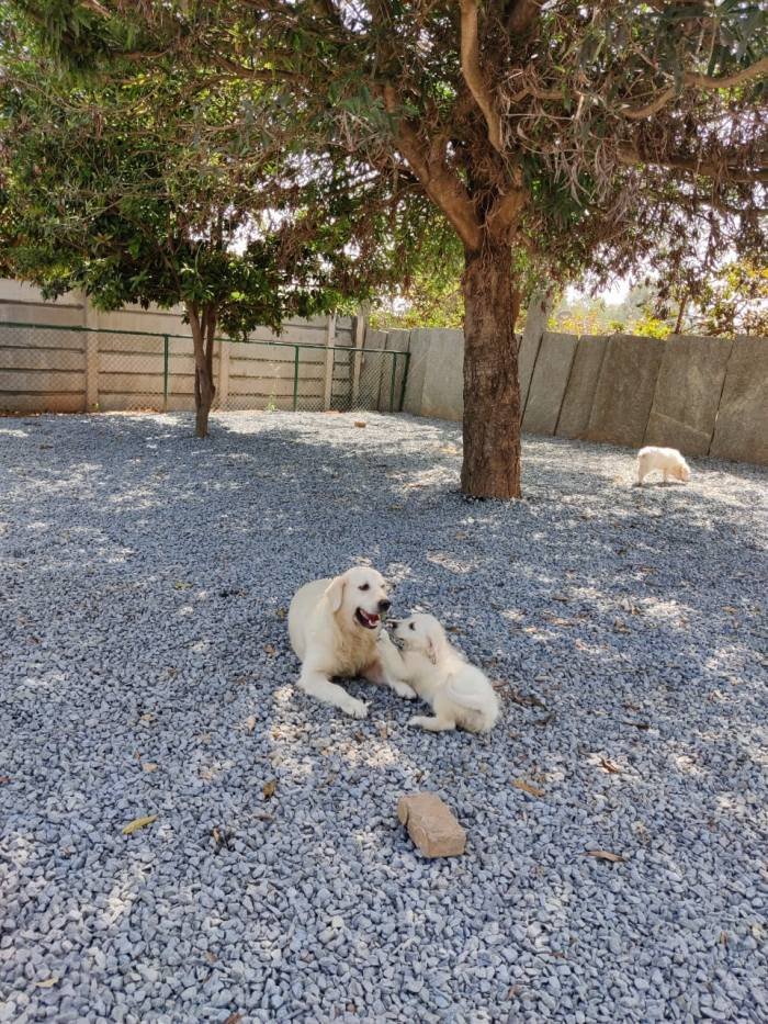 DogsIndia.com - Golden Retriever - Prem Menon - Elixir