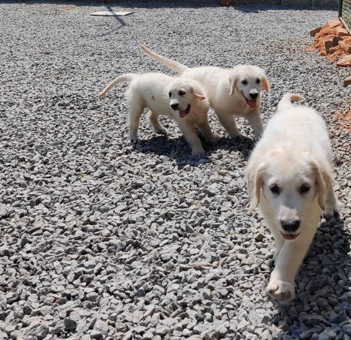 DogsIndia.com - Golden Retriever - Prem Menon - Elixir