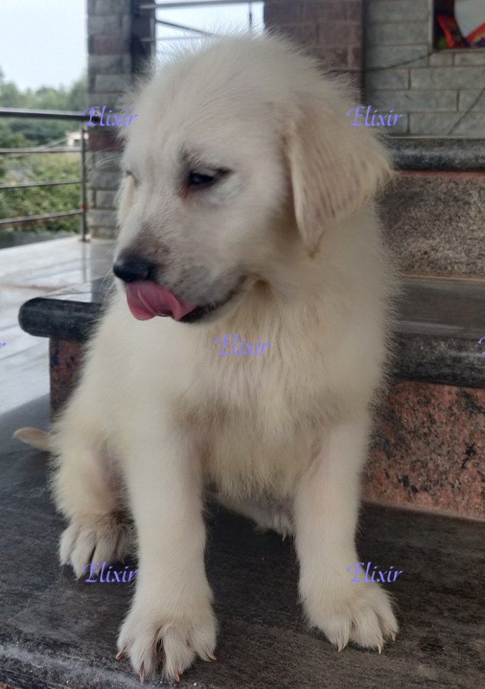 DogsIndia.com - Golden Retriever - Prem Menon - Elixir