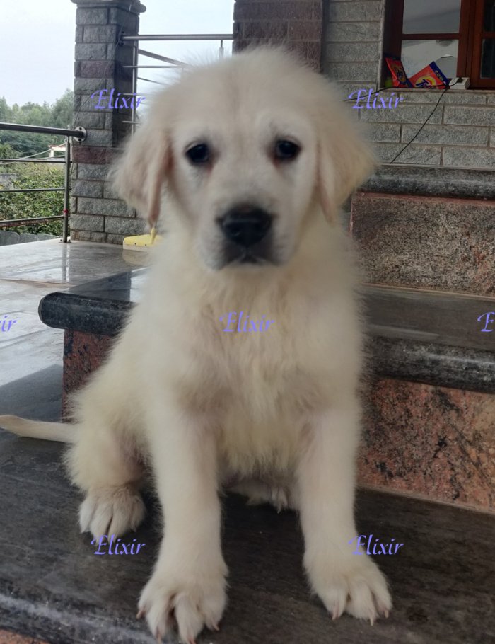 DogsIndia.com - Golden Retriever - Prem Menon - Elixir