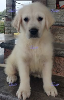 DogsIndia.com - Golden Retriever - Prem Menon - Elixir