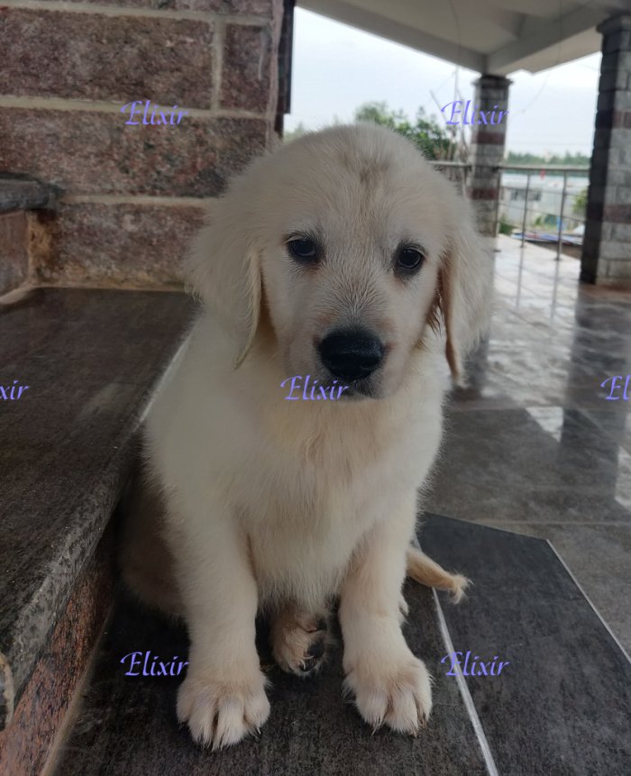 DogsIndia.com - Golden Retriever - Prem Menon - Elixir