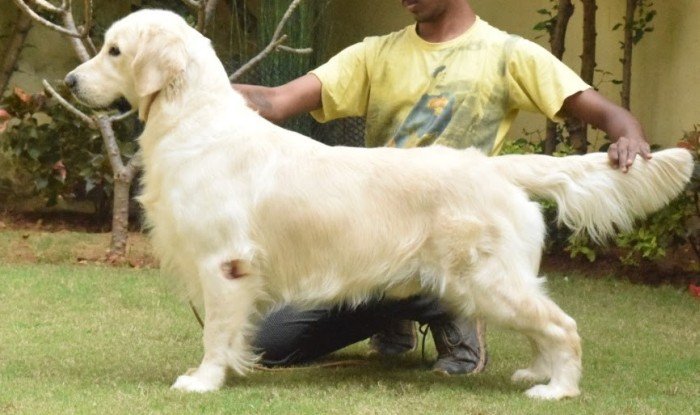 DogsIndia.com - Golden Retriever - Prem Menon - Elixir
