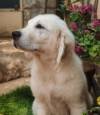 DogsIndia.com - Golden Retriever - Prem Menon - Elixir