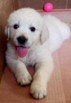 DogsIndia.com - Golden Retriever - Springfield Goldens