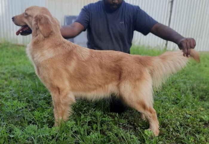 DogsIndia.com - Golden Retriever - Ramasamy