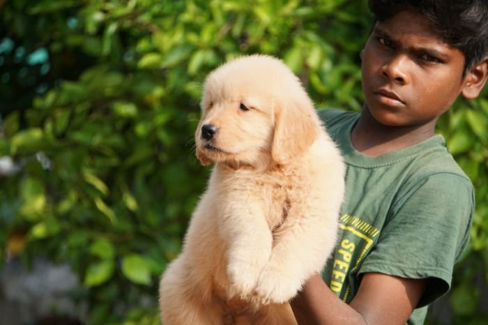 DogsIndia.com - Golden Retriever - Ramasamy