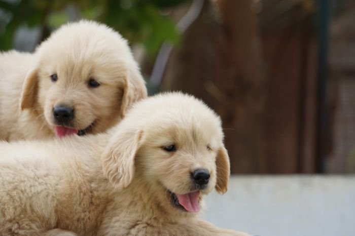 DogsIndia.com - Golden Retriever - Ramasamy
