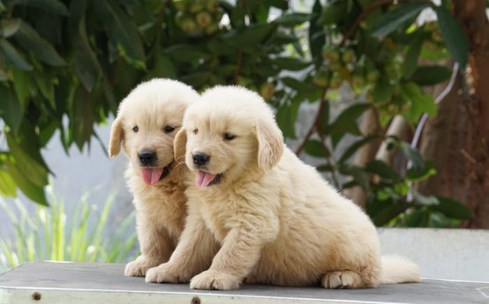 DogsIndia.com - Golden Retriever - Ramasamy