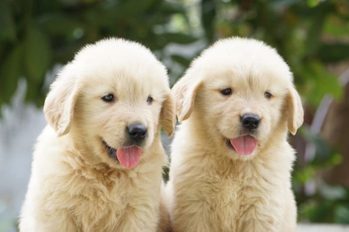 DogsIndia.com - Golden Retriever - Ramasamy