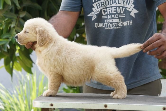 DogsIndia.com - Golden Retriever - Ramasamy