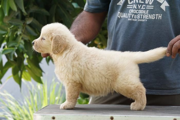 DogsIndia.com - Golden Retriever - Ramasamy