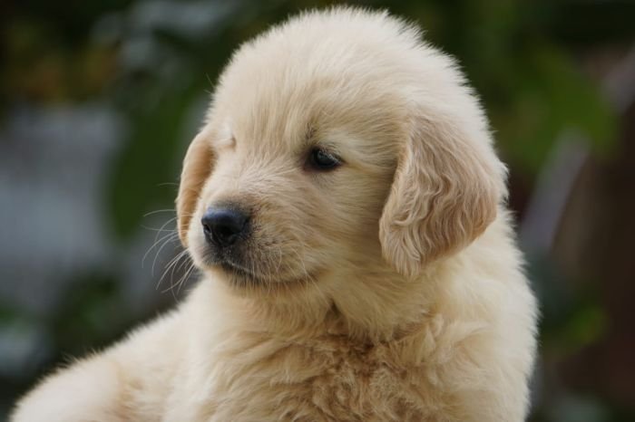 DogsIndia.com - Golden Retriever - Ramasamy