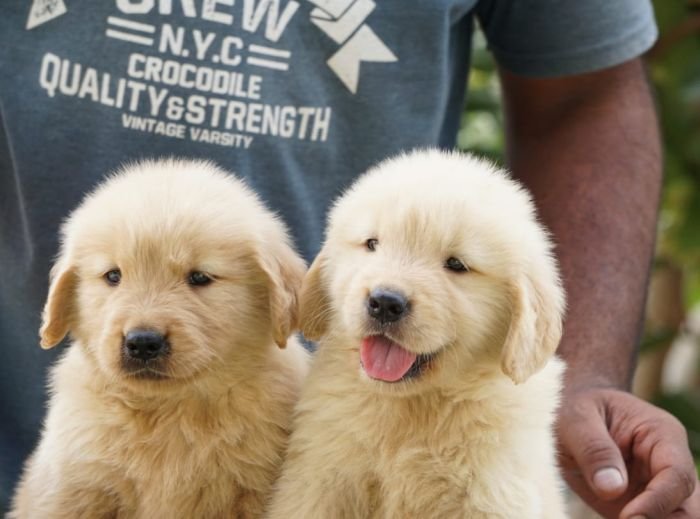 DogsIndia.com - Golden Retriever - Ramasamy