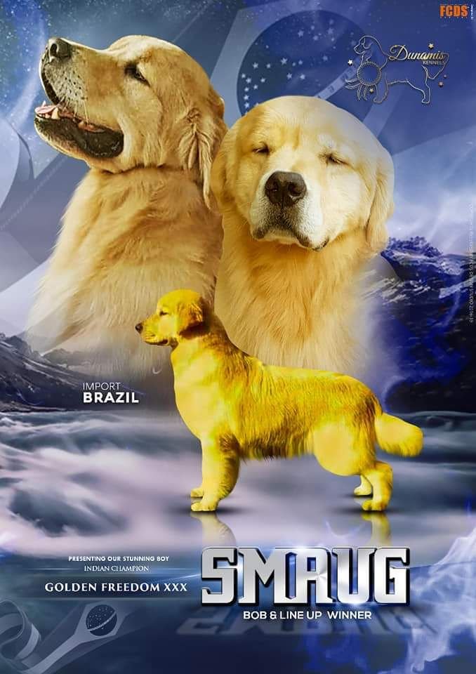 DogsIndia.com - Golden Retriever - Ramasamy