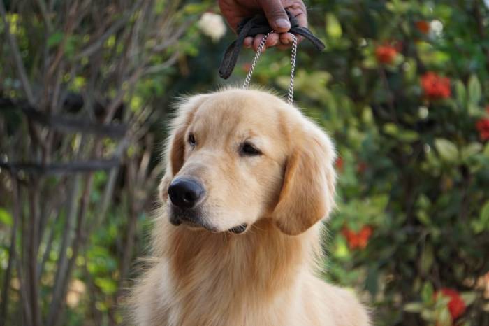 DogsIndia.com - Golden Retriever - Ramasamy
