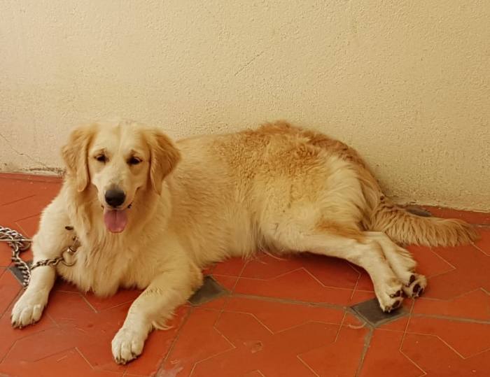 DogsIndia.com - Golden Retriever - Sabari Vengatesh