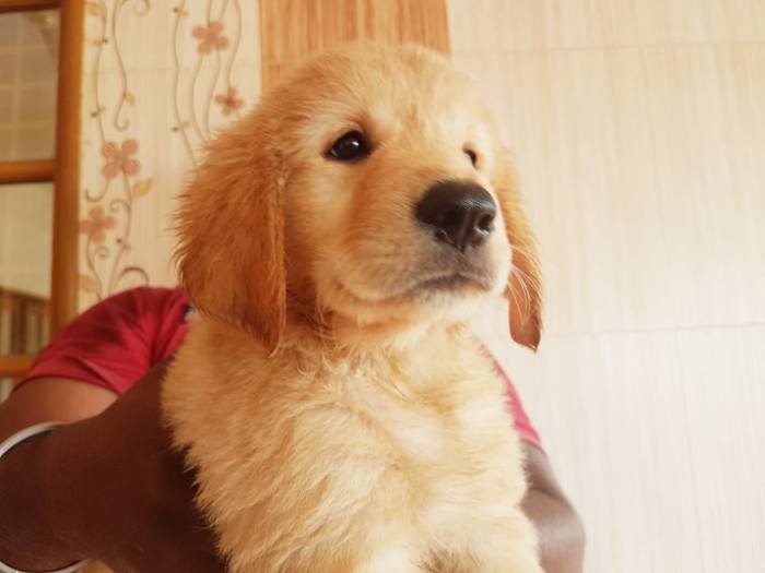 DogsIndia.com - Golden Retriever - Sabari Vengatesh