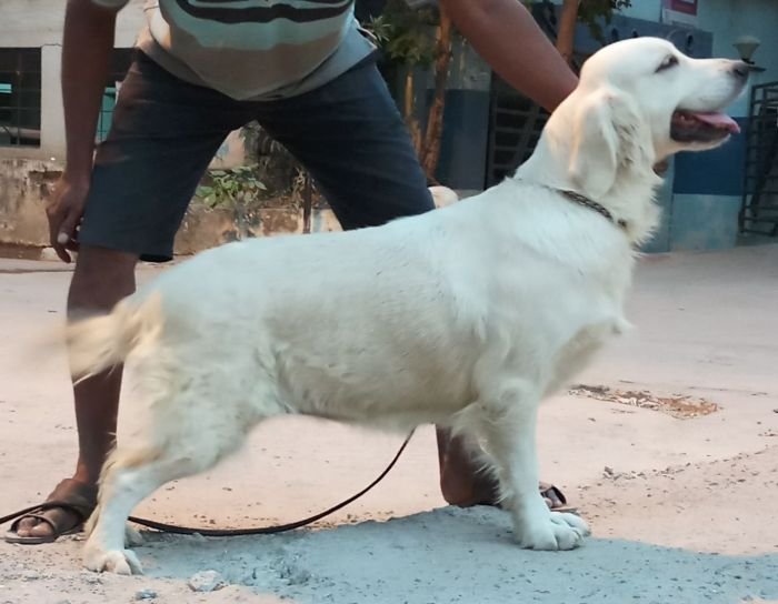 DogsIndia.com - Golden Retriever - Sivanandhini