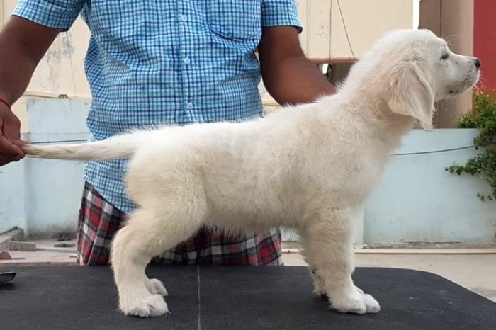 DogsIndia.com - Golden Retriever - Sivanandhini