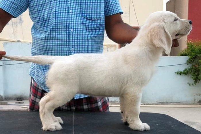 DogsIndia.com - Golden Retriever - Sivanandhini