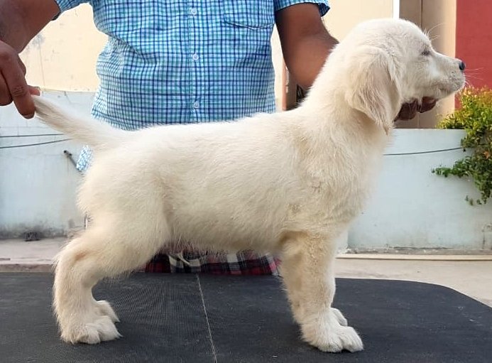 DogsIndia.com - Golden Retriever - Sivanandhini