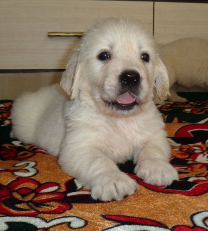 DogsIndia.com - Golden Retriever - Sivanandiny