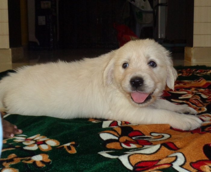 DogsIndia.com - Golden Retriever - Sivanandiny